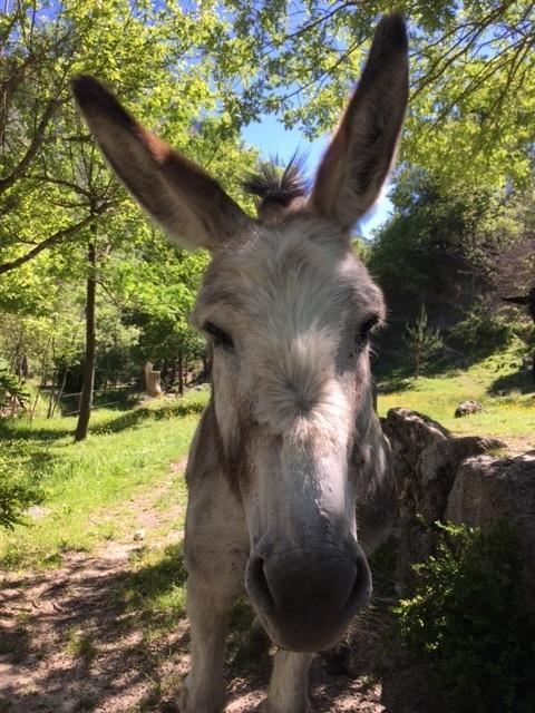 Camping Calme Et Nature Castellane Zewnętrze zdjęcie